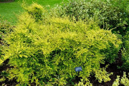 Lonicera ligustrina var. yunnanensis 'Baggesen's Gold' (Lonicera nitida) - RHS Garden Harlow Carr - North Yorkshire, England - DSC01108