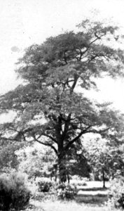 Loofhout, bomen, bossen, lanen, botanisch, acacia, Bestanddeelnr 193-0633