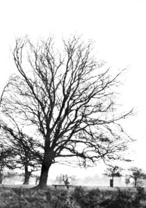 Loofhout, bomen, bossen, lanen, botanisch, carpinus betulus, haagbeuk, habitus, Bestanddeelnr 194-0697