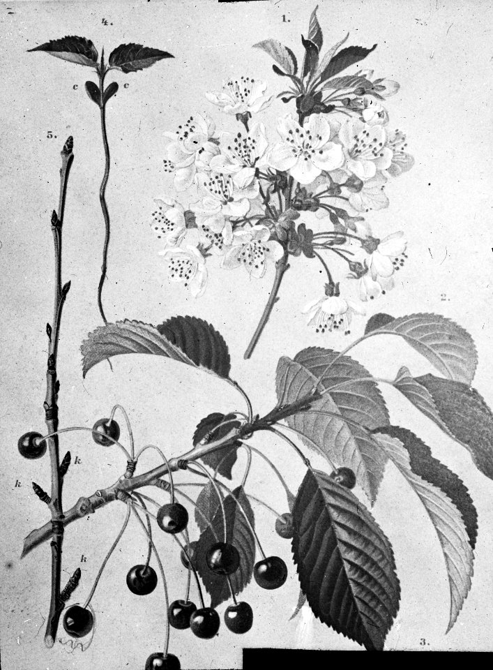 Loofhout, bomen, bossen, lanen, botanisch, prunus avium (zoete kers), Bestanddeelnr 193-0640