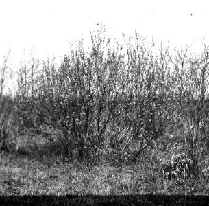 Loofhout, bomen, bossen, lanen, botanisch, salix caprea, Bestanddeelnr 193-0592