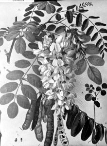 Loofhout, bomen, bossen, lanen, botanisch, robinia pseudoacacia (acacia), Bestanddeelnr 193-0632