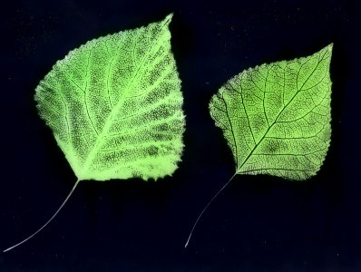 Loofhout, bomen, bossen, lanen, botanisch, populus nigra, Bestanddeelnr 194-0409