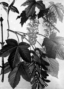 Loofhout, bomen, bossen, lanen, botanisch, acer pseudoplatanus (gewone esdoorn), Bestanddeelnr 193-0623
