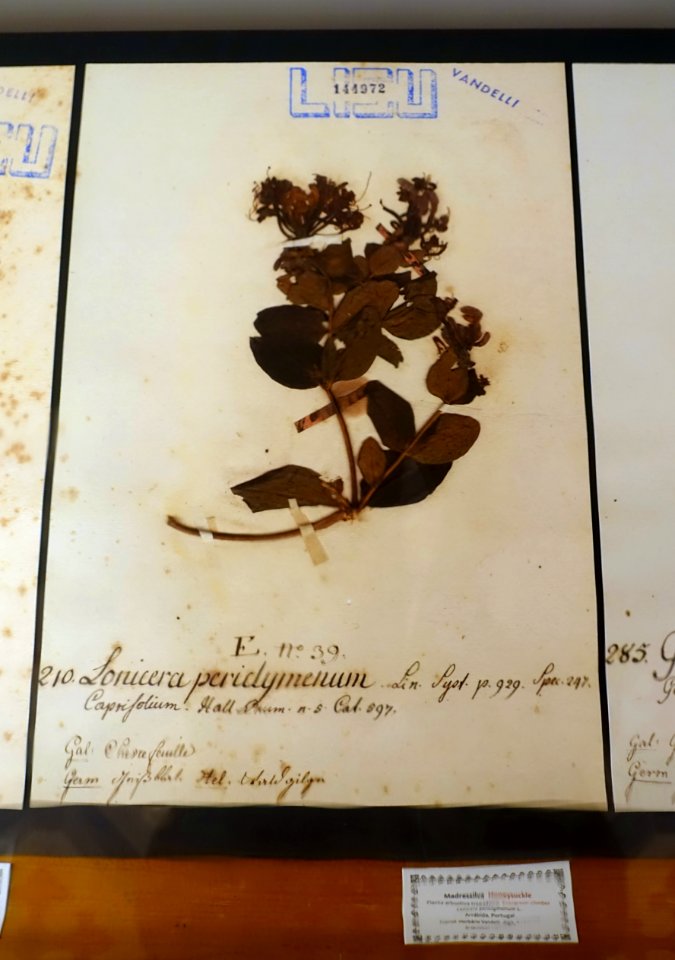 Lonicera periclymenum - Museu da Ciência da Universidade de Coimbra - University of Coimbra - Coimbra, Portugal - DSC09300