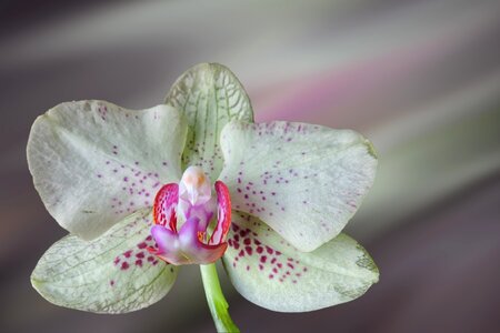 Bloom orchid white
