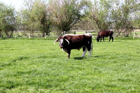 Longhorned cattle