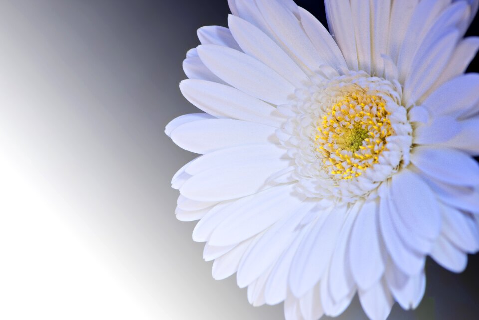 Bloom petals white