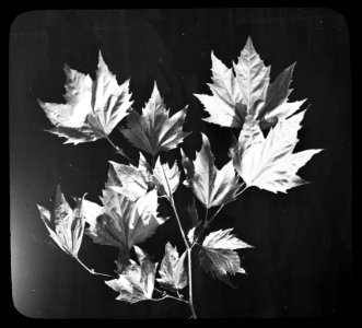 Loofhout, bomen, bossen, lanen, botanisc, platanus acerifolius, Bestanddeelnr 193-0628