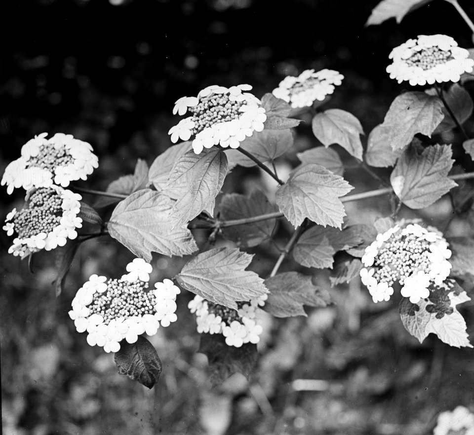 Loofhout, bomen, bossen, lanen, botanisch, gelderse roos, Bestanddeelnr 194-0574