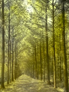 Loofhout, bomen, bossen, lanen, botanisch, amerikaanse eik, Bestanddeelnr 194-0420