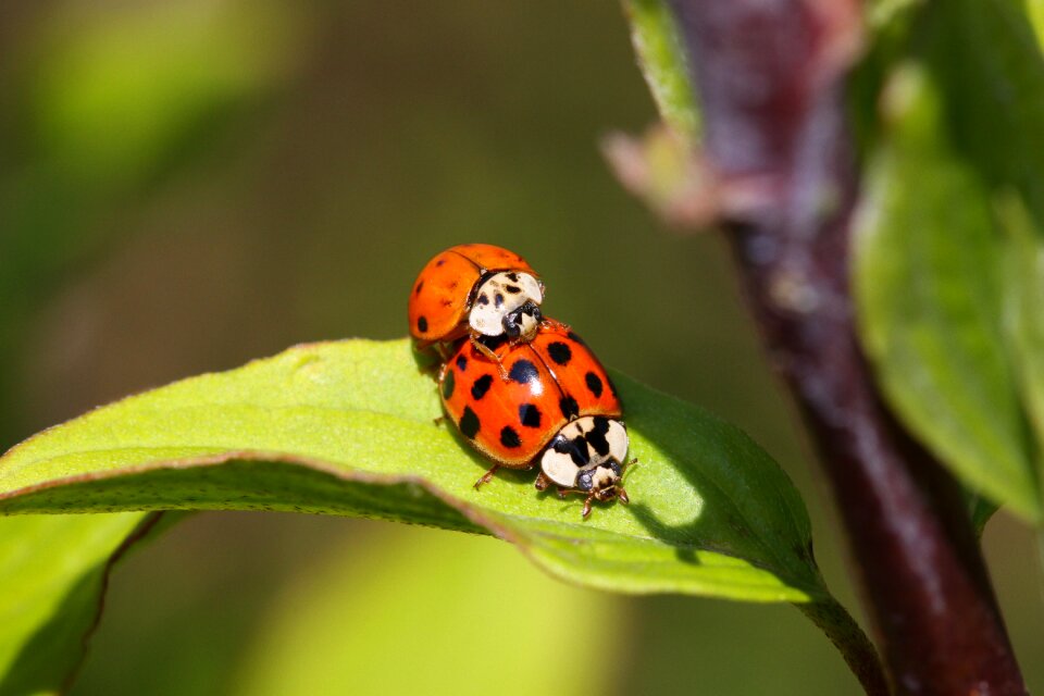 Pair green close up
