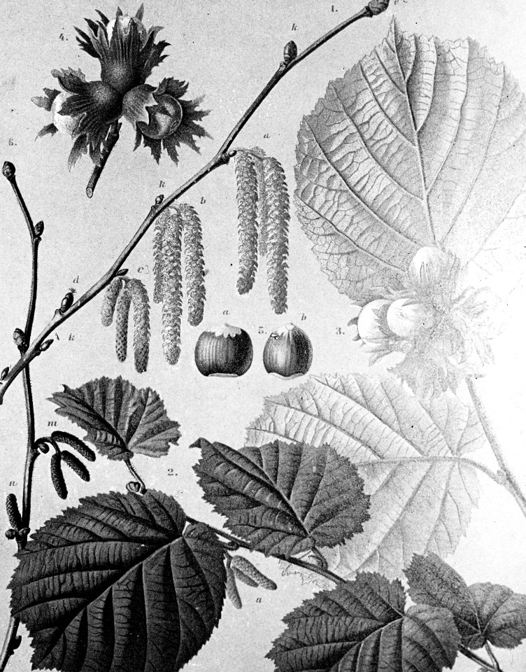 Loofhout, bomen, bossen, lanen, botanisch, corylus avellana (hazelaar), Bestanddeelnr 193-0560