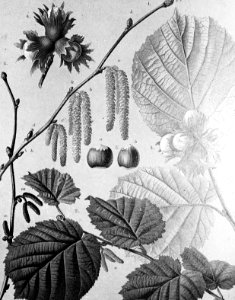 Loofhout, bomen, bossen, lanen, botanisch, corylus avellana (hazelaar), Bestanddeelnr 193-0560