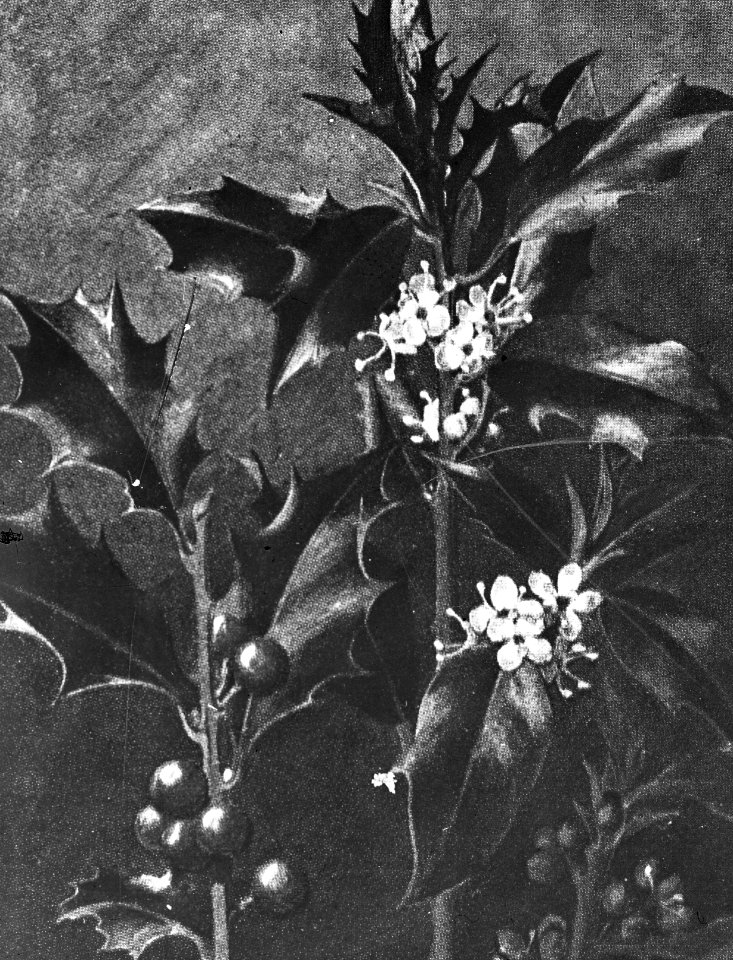 Loofhout, bomen, bossen, lanen, botanisch, ilex aquifolium (hulst), Bestanddeelnr 193-0625