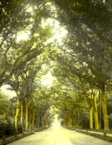 Loofhout, bomen, bossen, lanen, botanisch, eik, Bestanddeelnr 194-0419
