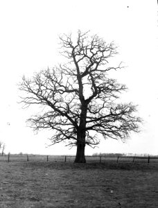Loofhout, bomen, bossen, lanen, botanisch, eik, Bestanddeelnr 193-0567