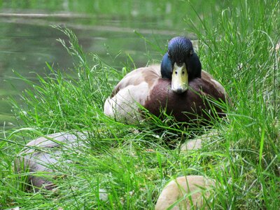 Wildlife water male