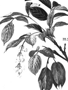 Loofhout, bomen, bossen, lanen, botanisch, berberis (zuurbes), Bestanddeelnr 193-0614