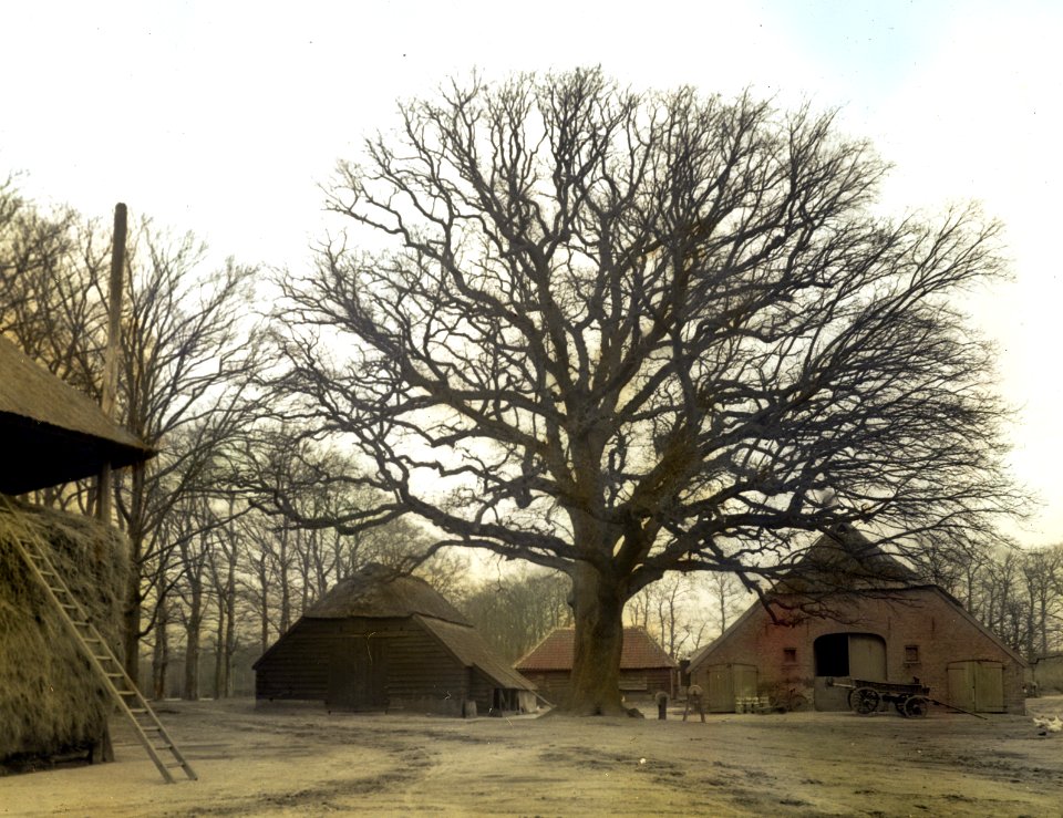 Loofhout, bomen, bossen, lanen, botanisch, Eik, Landgoed Kernheim, Bestanddeelnr 193-1175