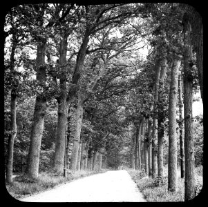 Loofhout, bomen, bossen, lanen, botanisch, eik, Bestanddeelnr 193-0571
