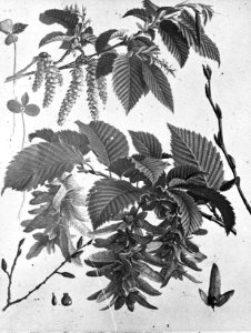 Loofhout, bomen, bossen, lanen, botanisch, carpinus betulus (haagbeuk), Bestanddeelnr 193-0561