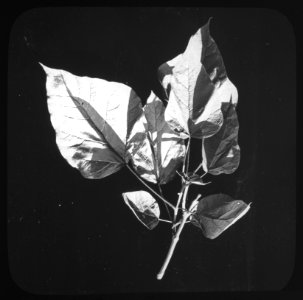 Loofhout, bomen, bossen, lanen, botanisch, catalpa bignonioides, Bestanddeelnr 193-0650