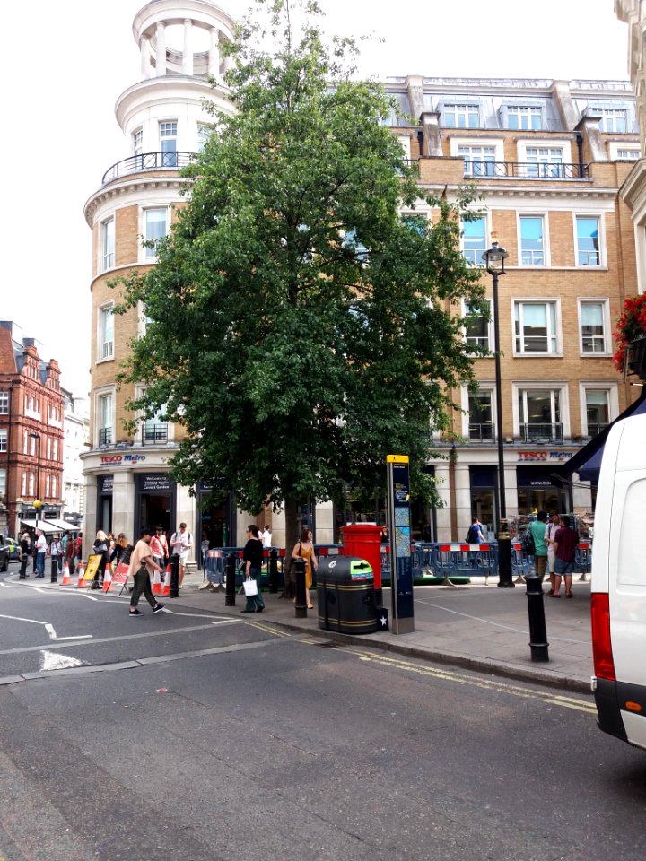 London - Garrick Street, New Row, Anne Frank's Tree