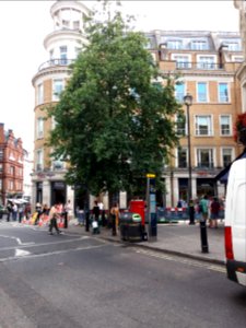 London - Garrick Street, New Row, Anne Frank's Tree photo