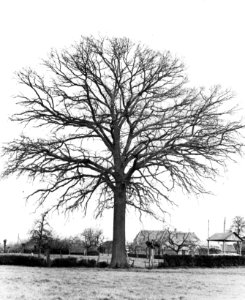 Loofhout, bomen, bossen, lanen, botanisch, eik, Bestanddeelnr 194-1344
