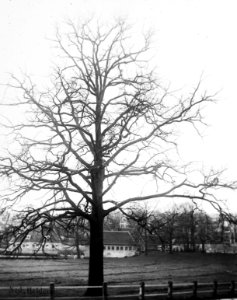 Loofhout, bomen, bossen, lanen, botanisch, eik, Bestanddeelnr 193-0566