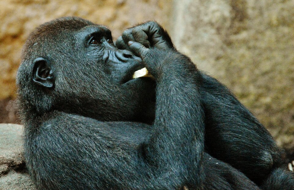Animal wild animal tierpark hellabrunn