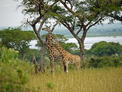Pair wild animal africa