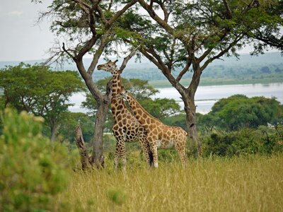 Pair wild animal africa photo