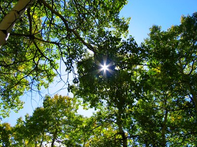 Nature aspen sunlight