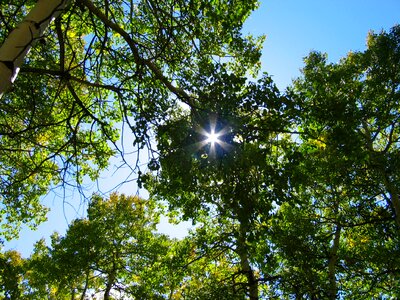 Nature aspen sunlight photo