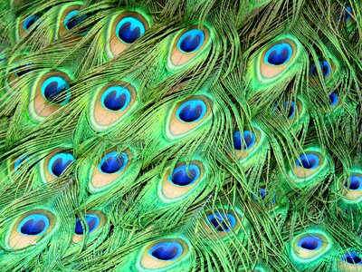 Peacock feather plumage green photo