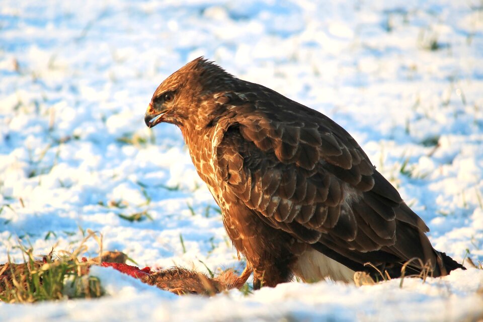 Carnivores bird eat