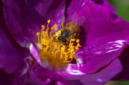 Insect summer pollen photo