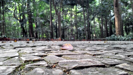 Stones trees floor