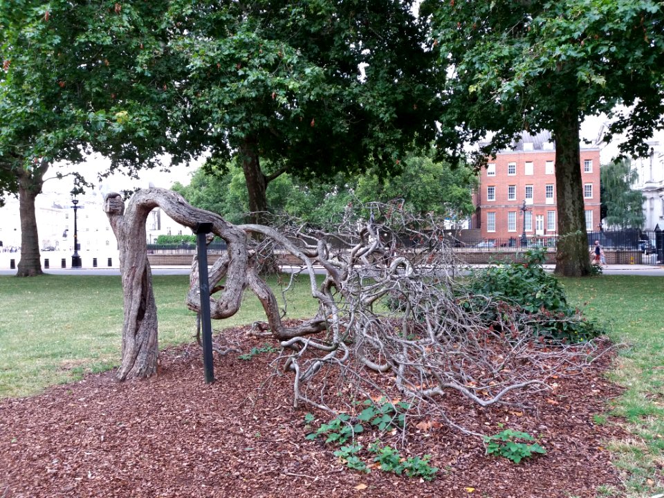 London - St. James's Park, lying tree