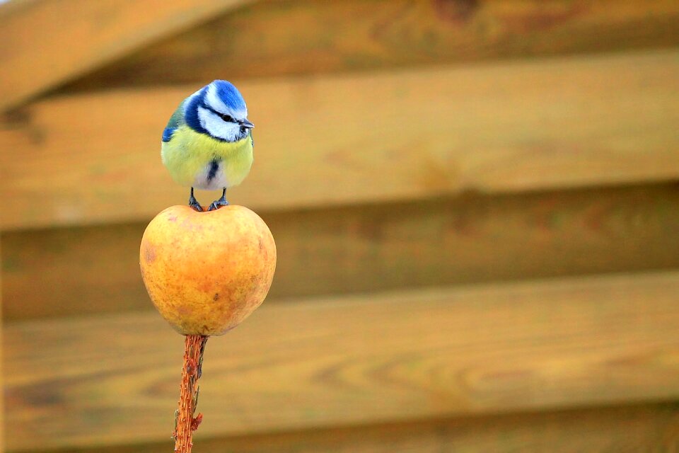 Apple nature garden