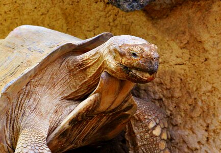 Animal panzer giant tortoise