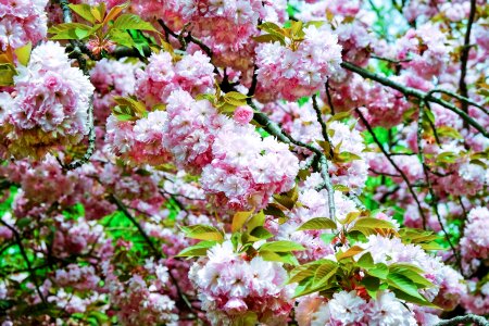 Bloom pink tree photo