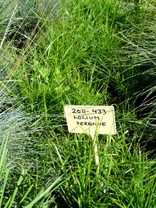 Lolium perenne - Botanical Garden in Kaisaniemi, Helsinki - DSC03538