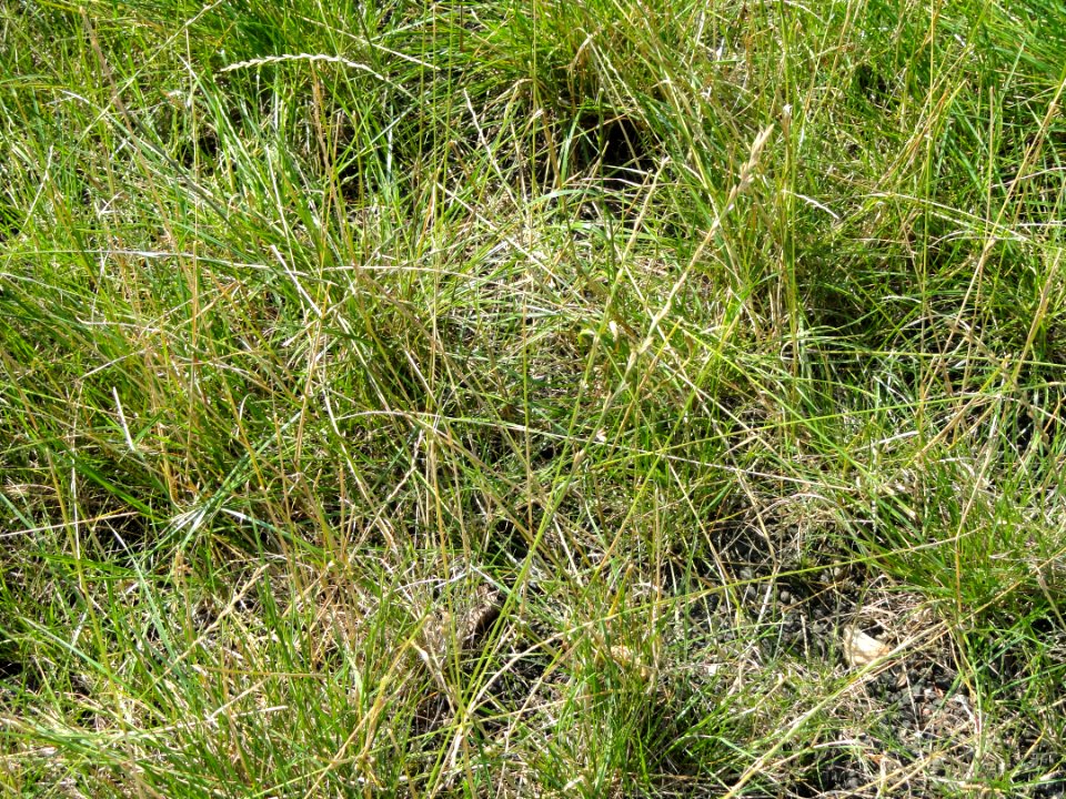 Lolium perenne - Botanischer Garten, Frankfurt am Main - DSC03257