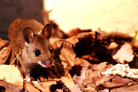 Small brown mouse photo