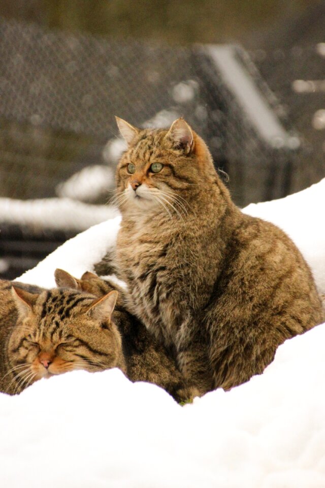 Cats animal fur