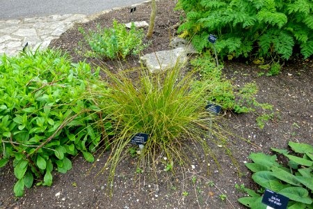 Lomandra longifolia - Hillier Gardens - Romsey, Hampshire, England - DSC04975