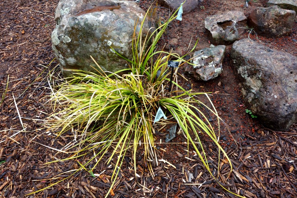 Lomandra longifolia - UC Santa Cruz Arboretum - DSC07493